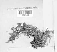 Ramalina fraxinea image